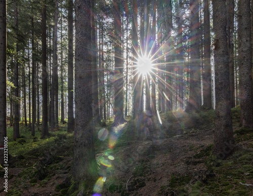 Wald, Sonnenstern, nebelstimmung, morgendlich, moos