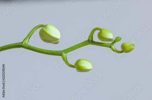 Orchidee, Knospen, Wachsen, Natur, Blume.
