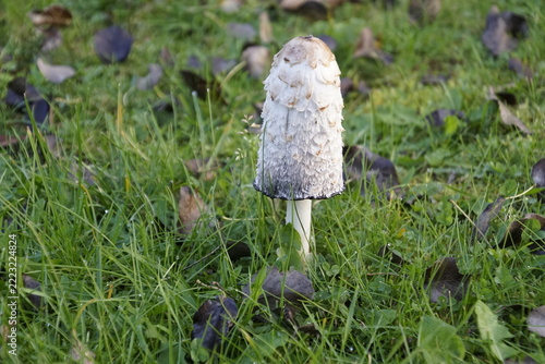 The mushroom *Coprinus comatus*, commonly known as the shaggy mane, has a tall, cylindrical, white cap covered in shaggy scales; as it matures, the lower edge of the cap darkens and turns black.