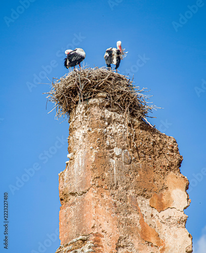 Cigognes nichant dans les ruines du palais saadien de Badi à Marrakech, Maroc