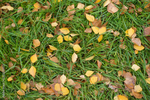 Green grass covered with fallen leaves of birch in October