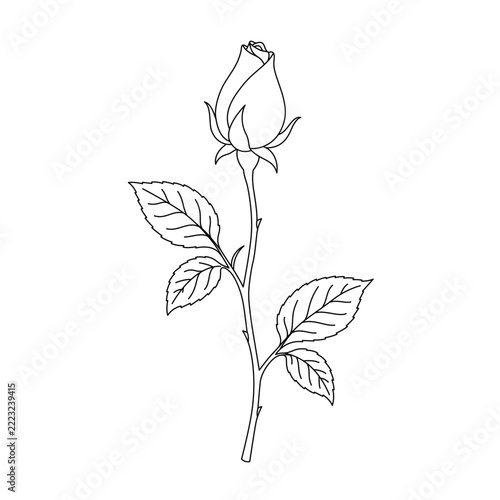 Closed Rosebud with Stem and Leaves Botanical Black Line Art Vector Illustration
