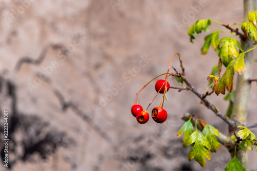 Bright red berries on a branch against a textured background in natural light