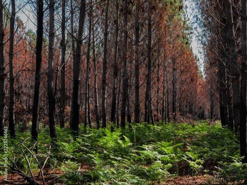 Forêt de pins calcinée, suite à des incendies, à proximité de Biscarosse