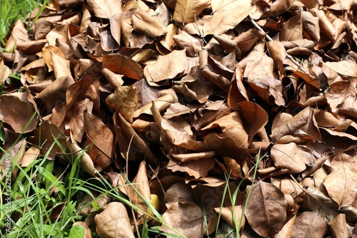 Pile of dry leaves on green grass