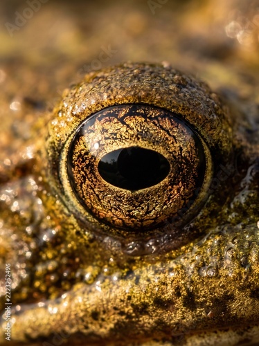 Detailed extreme macro close up of a frog eye showing golden iris patterns and textured bumpy skin in natural wildlife photography setting