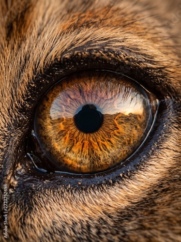A mesmerizing and close-up view of an apex predator's eye, showcasing the intricate amber iris and the depth of its powerful gaze, reflecting the untamed spirit of the wild animal kingdom