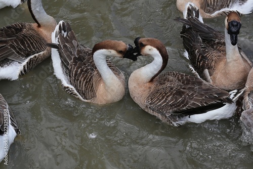 Geese swimming together in murky pond water.