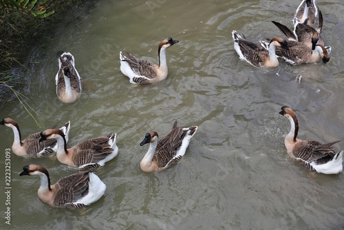 Geese swimming together in murky pond water.