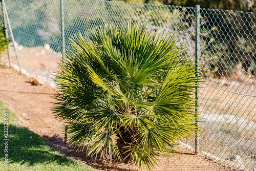 Small European Fan Palm Tree by Wire Fence