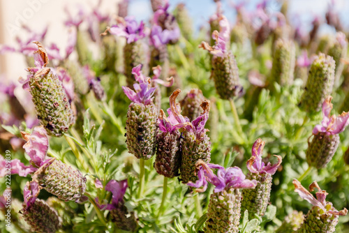 Close Up of French Lavender Flowers in Bloom