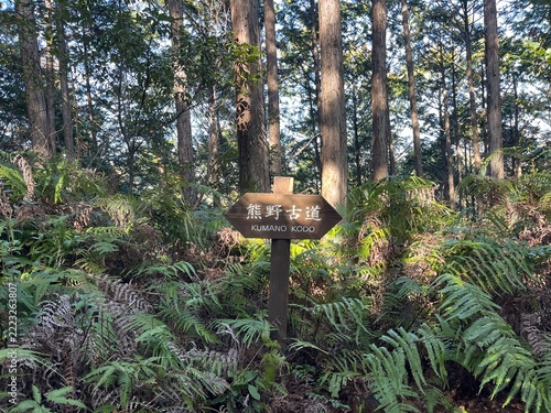 Kumano Kodo Nakahechi (Pilgrimage Route) in Tanabe, Wakayama, Japan