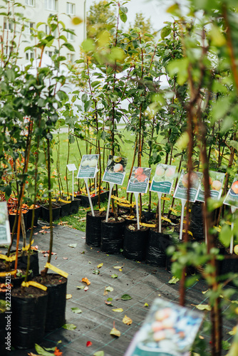 Young fruit trees with green foliage grow in black nursery bags at an outdoor plant market, with illustrated variety labels arranged along a walkway 
