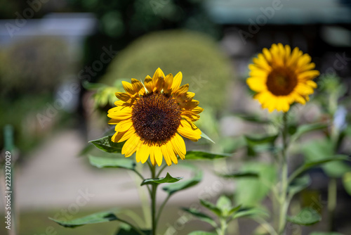 Bright yellow sunflowers stand tall in a garden