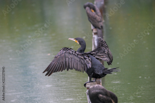 Dark cormorant spreads wings on a wooden post