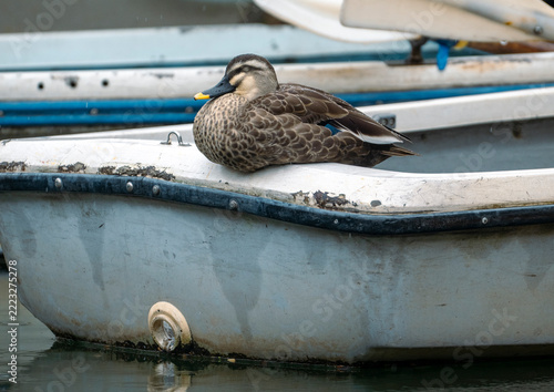 Duck rests calmly on a weathered boat