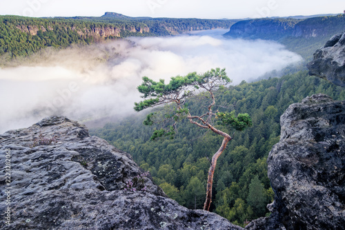 Pine tree on a rocky cliff above a misty valley at sunrise. Epic mountain landscape photography in autumn morning