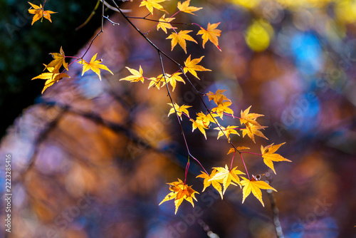 紅葉した森　晩秋の自然界の風景イメージ