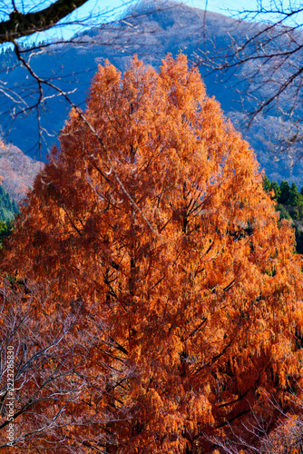 紅葉した森　晩秋の自然界の風景イメージ