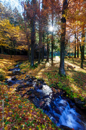 紅葉した森　晩秋の自然界の風景イメージ