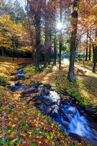 紅葉した森　晩秋の自然界の風景イメージ