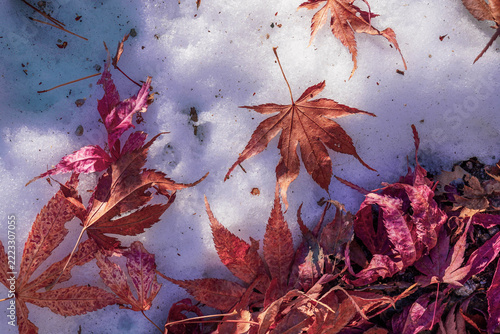 Dry fallen maple leaves on white snow