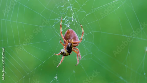 Macro View of Garden Orb Weaver Spider Catching Wasp Prey in Spiral Web