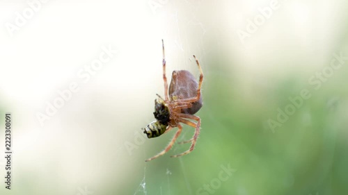 Macro View of Garden Orb Weaver Spider Catching Wasp Prey in Spiral Web