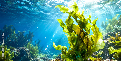 Vibrant underwater scene featuring lush green seaweed swaying in clear blue ocean waters with sunlight filtering through, creating a mesmerizing natural spectacle.
