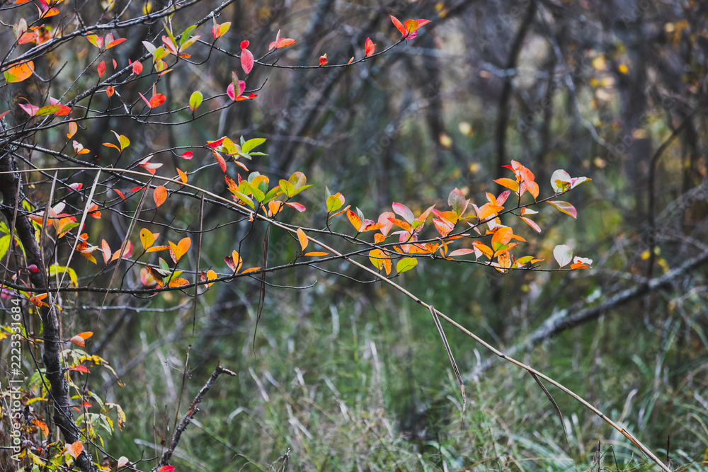 Fototapeta premium Autumn branches dotted with red, orange and yellow leaves stretch over a damp meadow, capturing the quiet mood of fall in a mixed woodland with soft natural light and rich textures