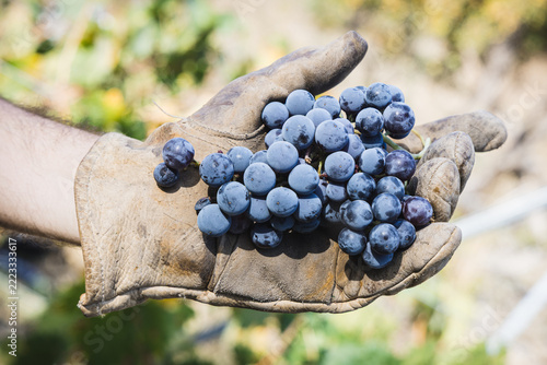 Harvesting Tempranillo Grapes in a Vineyard