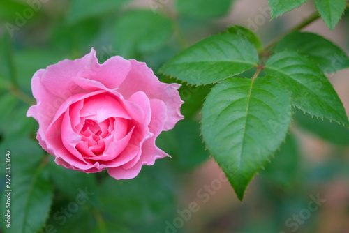 pink rose in garden