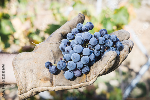 Harvesting Tempranillo Grapes in a Vineyard