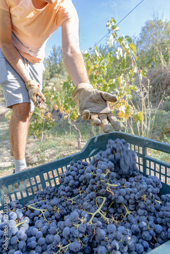Harvesting Tempranillo Grapes in a Vineyard