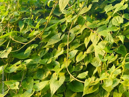 Mikania Micrantha Bitter Vine Wild Climber Green Foliage Macro