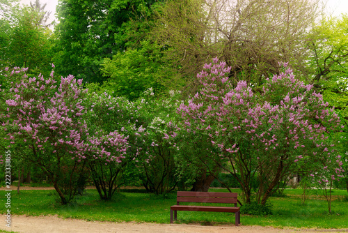 dramatic spring park landscape wooden bench and lilac blossom background with sun light glare
