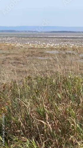 Migration des oies des neiges à la réserve nationale de faune du cap Tourmente au Québec en automne	
