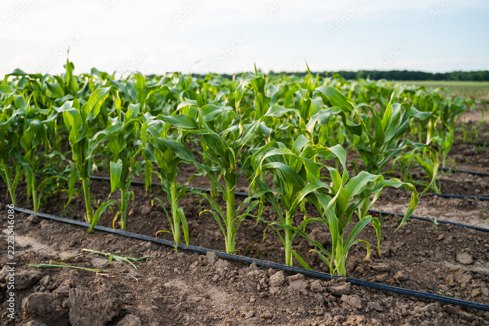 Naklejka premium Young maize plants in an agricultural field, featuring a drip irrigation system watering the growing crop rows