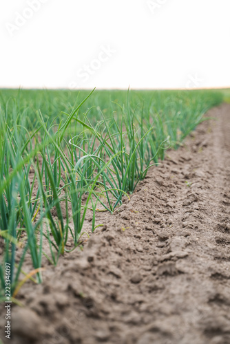 Young green onion plants growing in rows in fertile soil, showing healthy agriculture and sustainable farming practices