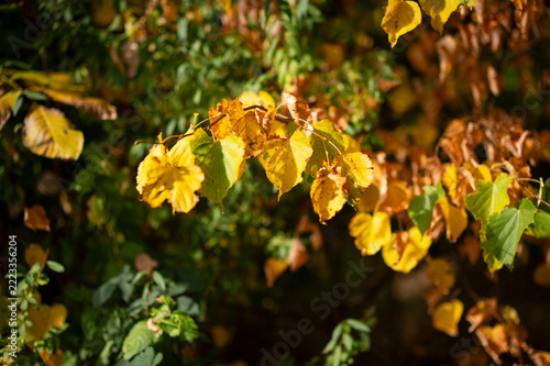 Beautiful autumn landscape with yellow trees and sun. Colorful foliage in the park. Falling leaves natural background. Czech Republic, Europe.
