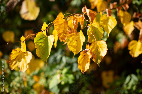 Beautiful autumn landscape with yellow trees and sun. Colorful foliage in the park. Falling leaves natural background. Czech Republic, Europe.