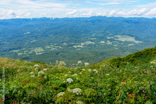 Wild alpine flowers overlooking Tsugaru Plain from Mount Iwaki in Aomori, Japan