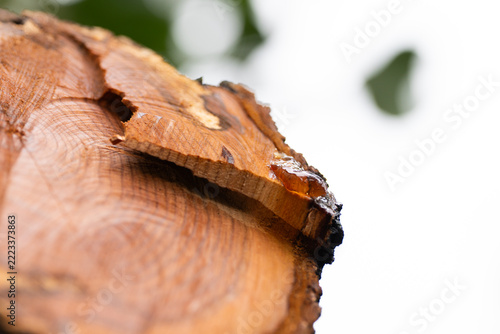Tree Resin Forming at a Cut Branch Wound