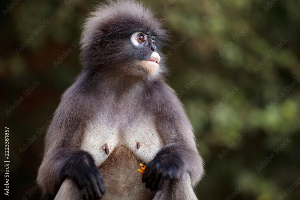 Fototapeta premium Dusky leaf monkey (Trachypithecus obscurus), Thailand.