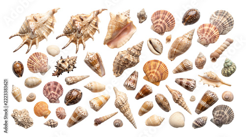 Seashell collection arranged on a dark background