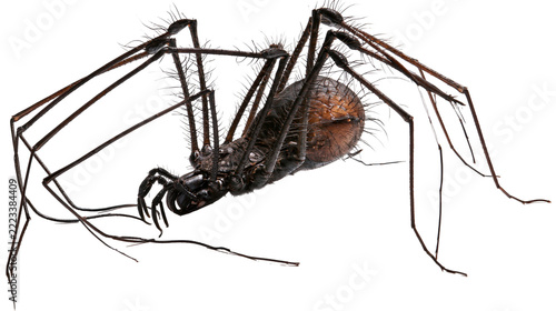 Fotografie Isolated detailed studio shot of an exotic whip spider, a fascinating amblypygid