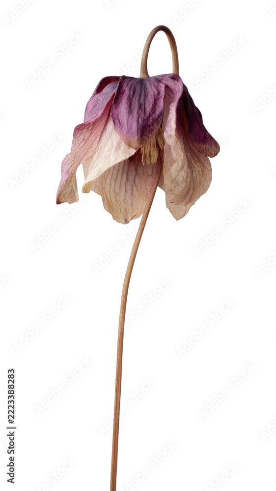 Fototapeta premium PNG Delicate wilted flower art