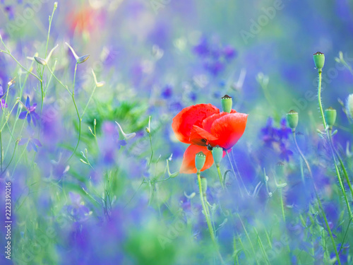 Red poppy in a field of purple-blue larkspur wildflowers, floral background