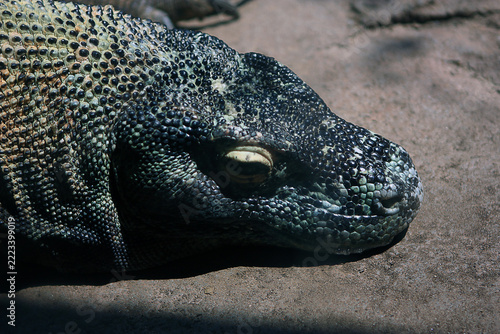 The image shows the head of a Komodo dragon (Varanus komodoensis), the largest living species of lizard on Earth. 