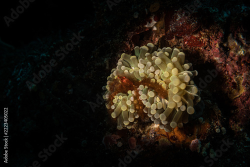 Bubble-tip Anemone (Entacmaea quadricolor) with its resident Orang-utan crab (orangutan crab) on the Andiamo divesite, Misool, Indonesia